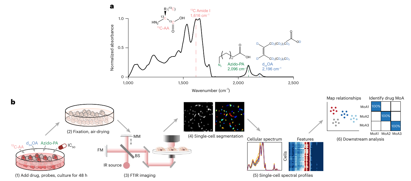 VIBRANT workflow combining vibrational probes, FTIR imaging, single-cell segmentation and downstream drug-response analysis