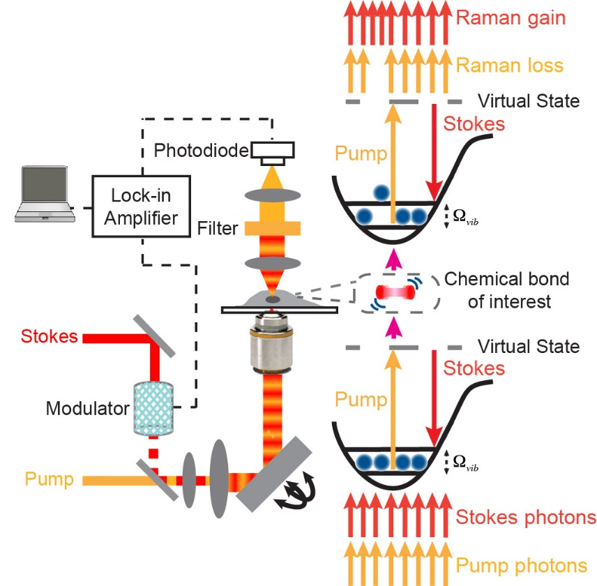 Stimulated Raman scattering microscopy