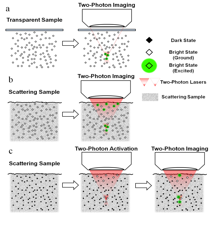 Super-nonlinear fluorescence microscopy