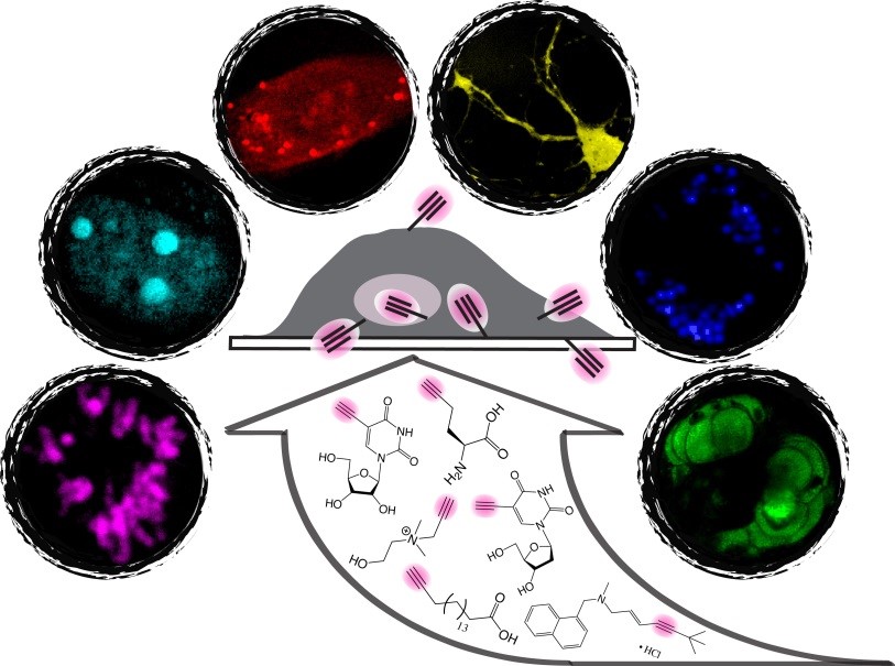 Bioorthogonal chemical imaging