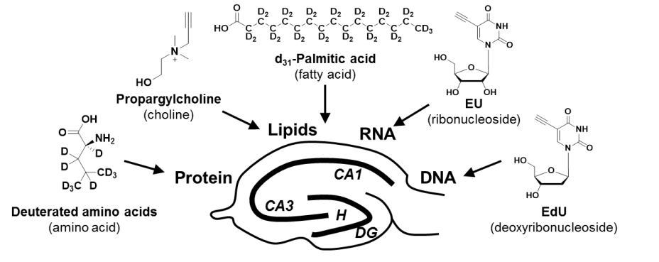 Chemical imaging of brain metabolism
