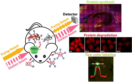 SRS imaging of protein metabolism