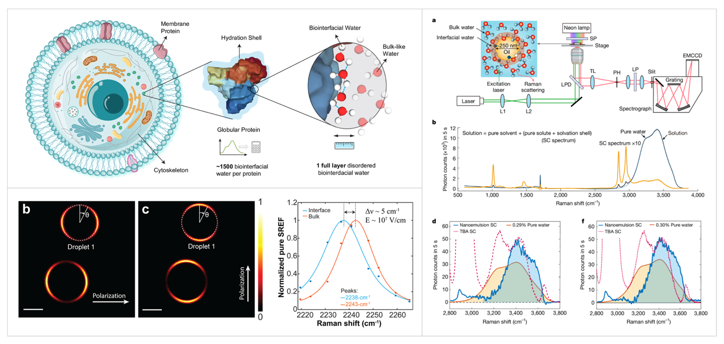 Composite illustration and Raman measurements of biointerfacial water, aqueous microdroplet electric fields, and oil-water interfaces