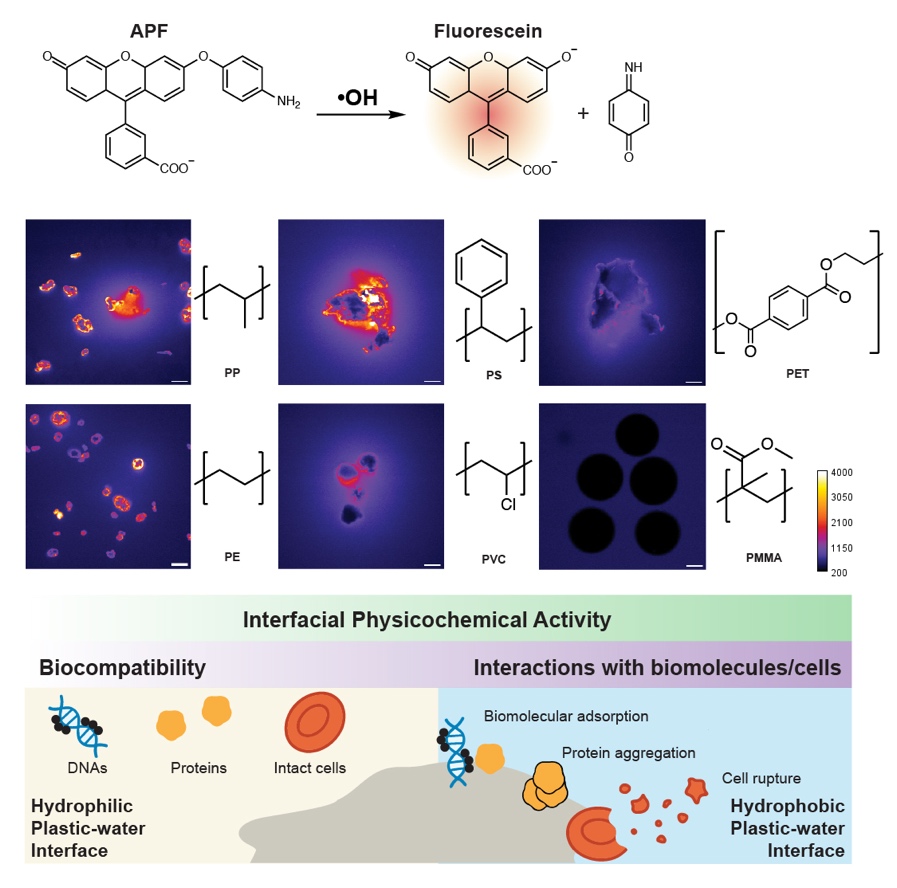 Hydroxyl-radical activity at several plastic-water interfaces and its biological effects