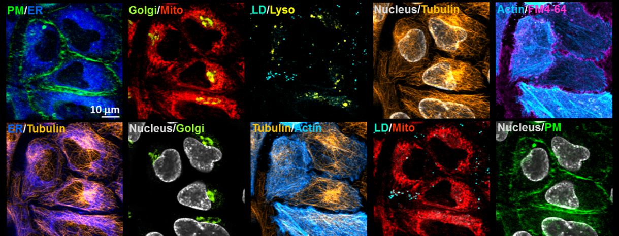 Ten-color imaging of organelles in living cells