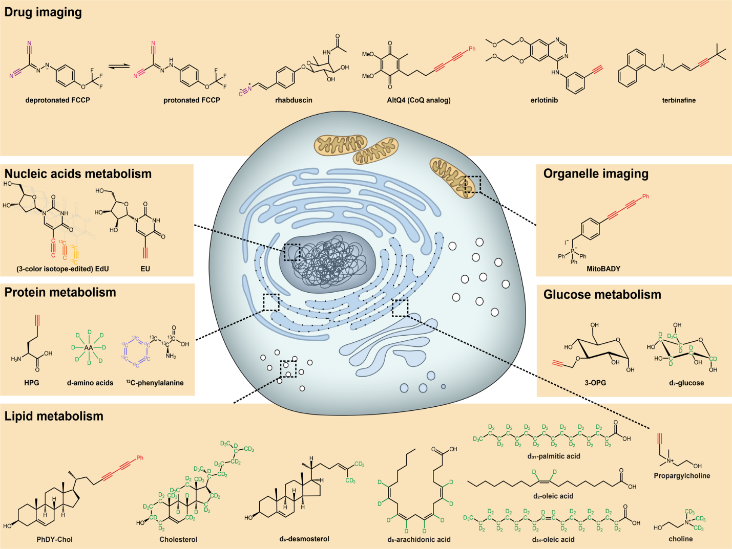 Vibrational probes for small biomolecules